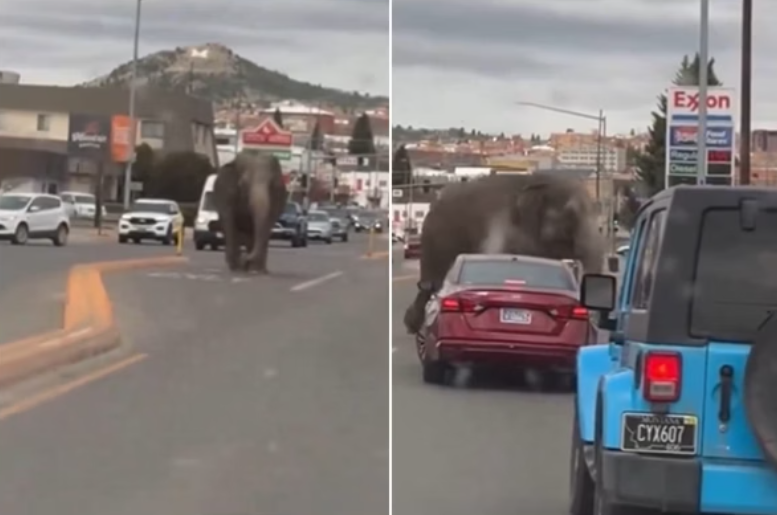 Elefante foge do circo pela 3ª vez e caminha em avenidas nos EUA